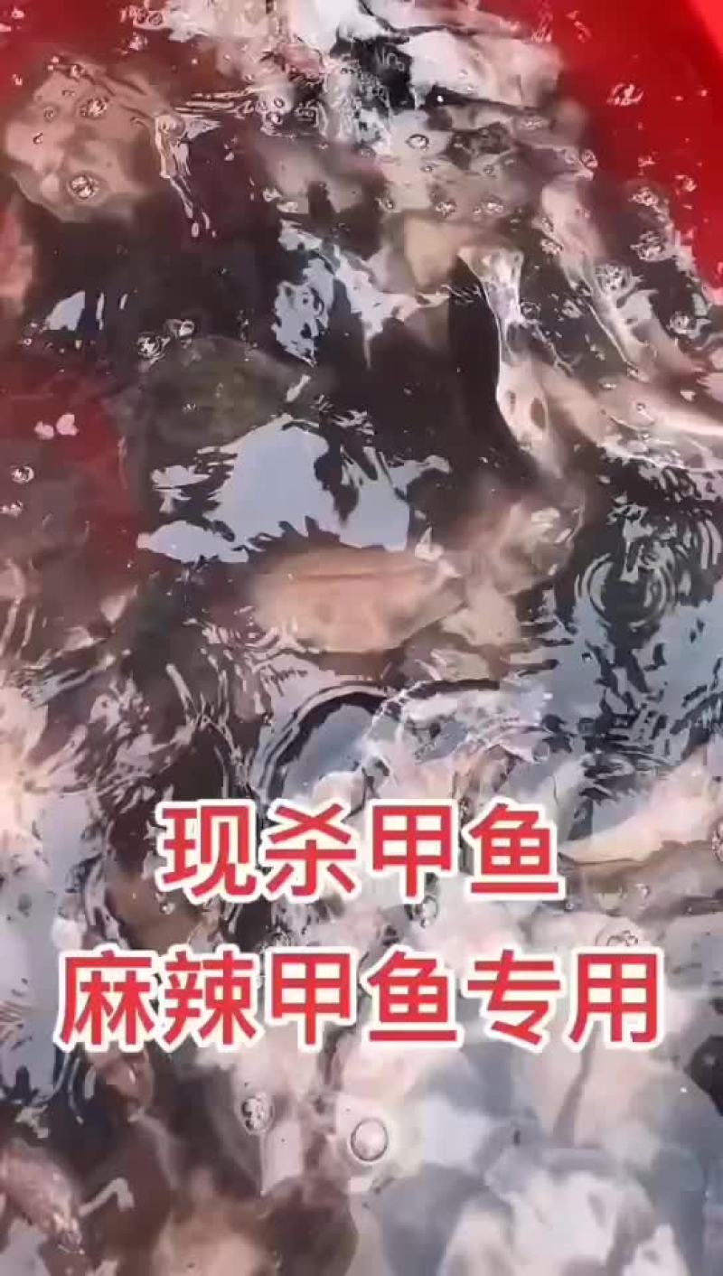 麻辣甲鱼批发宰杀干净去皮去油卤甲鱼专用，到家就可以用
