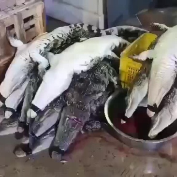 商品鳄鱼活体，鳄鱼肉，养殖基地直发，人工养殖，支持全国发