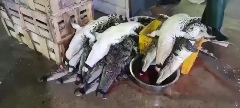 商品鳄鱼活体，鳄鱼肉，养殖基地直发，人工养殖，支持全国发