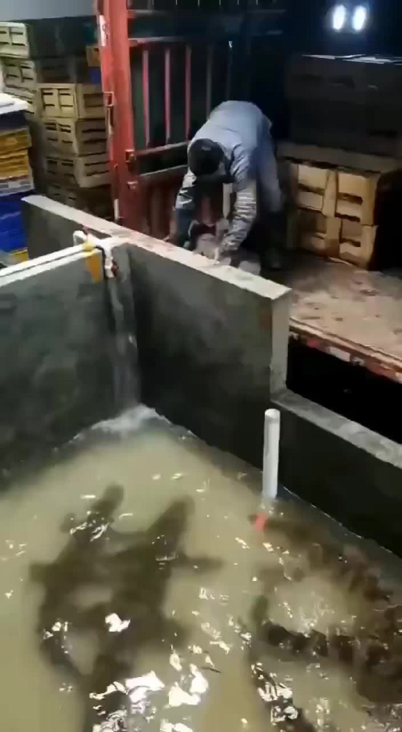 商品鳄鱼活体，鳄鱼肉，养殖基地直发，人工养殖，支持全国发