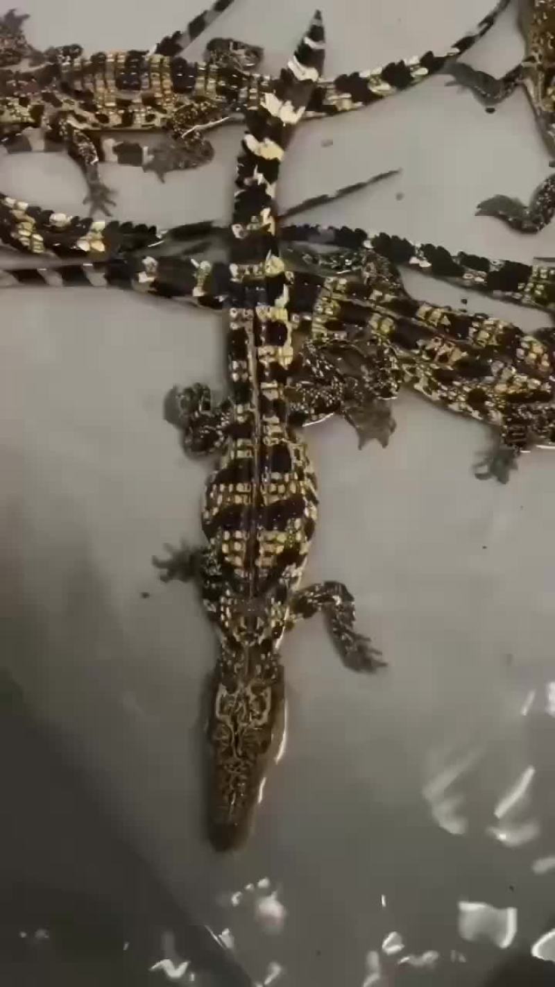 商品鳄鱼活体，鳄鱼肉，养殖基地直发，人工养殖，支持全国发