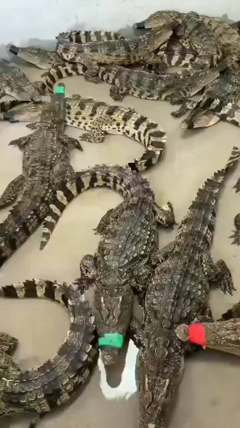 商品鳄鱼活体，鳄鱼肉，养殖基地直发，人工养殖，支持全国发