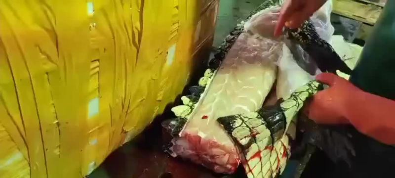 商品鳄鱼活体，鳄鱼肉，养殖基地直发，人工养殖，支持全国发