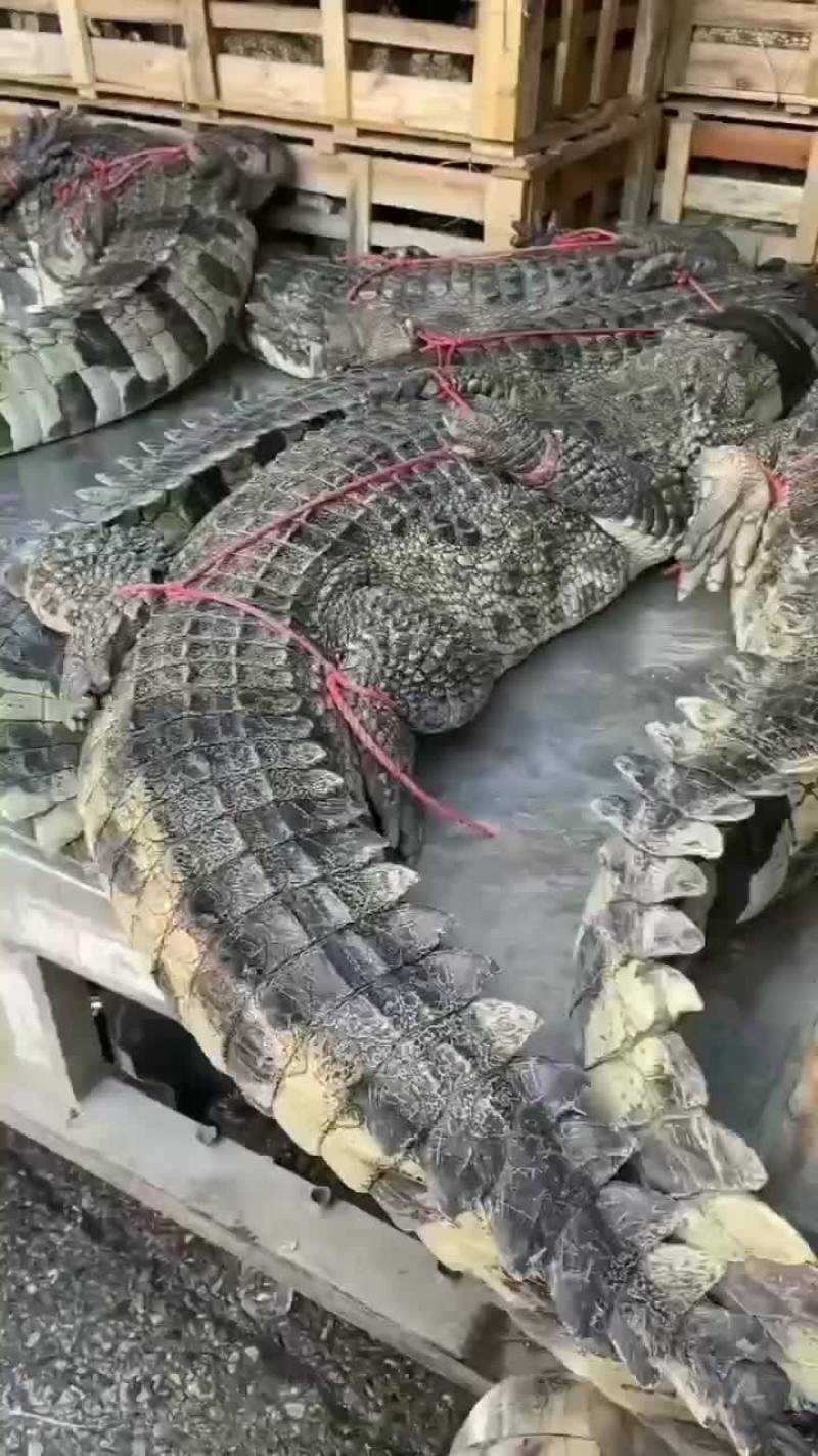 商品鳄鱼活体，鳄鱼肉，养殖基地直发，人工养殖，支持全国发