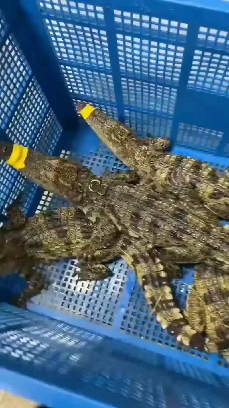 商品鳄鱼活体，鳄鱼肉，养殖基地直发，人工养殖，支持全国发