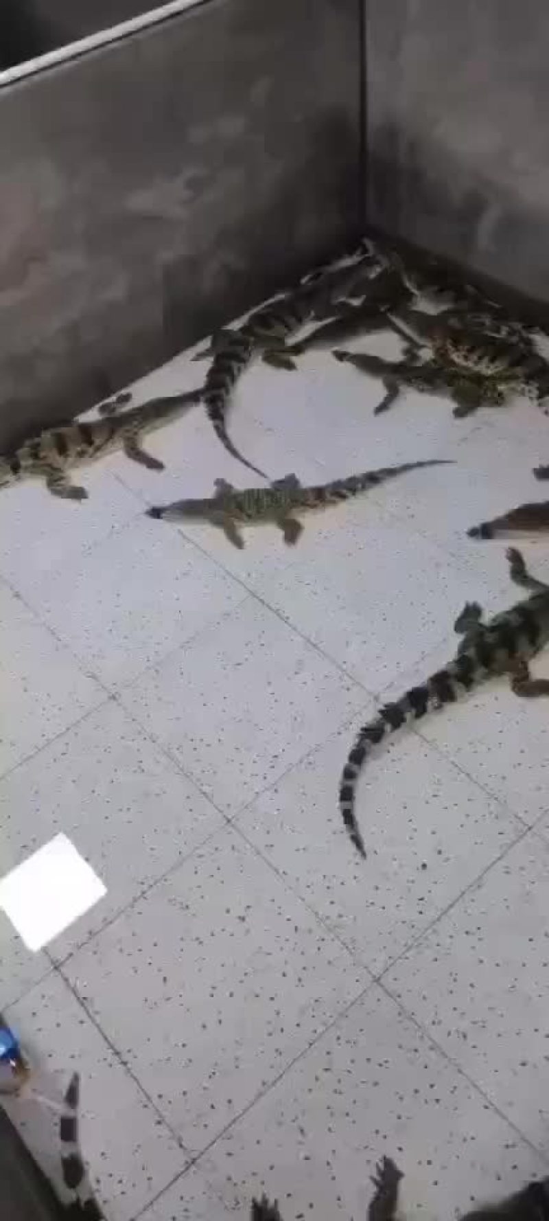 商品鳄鱼活体，鳄鱼肉，养殖基地直发，人工养殖，支持全国发