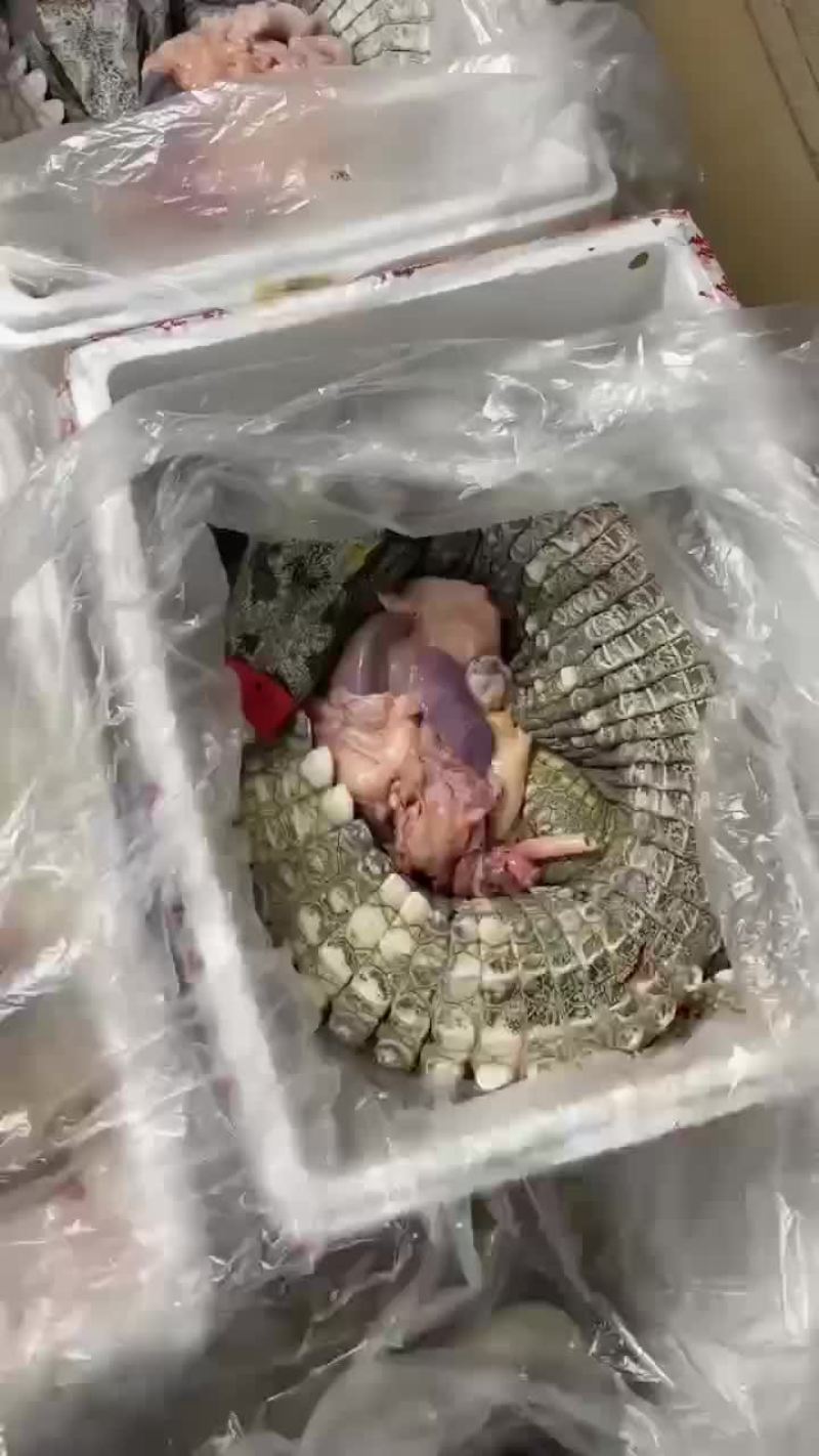 商品鳄鱼活体，鳄鱼肉，养殖基地直发，人工养殖，支持全国发