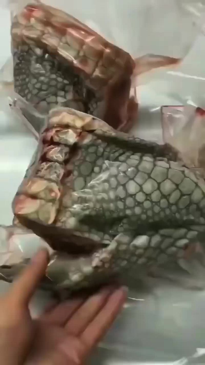 商品鳄鱼活体，鳄鱼肉，养殖基地直发，人工养殖，支持全国发