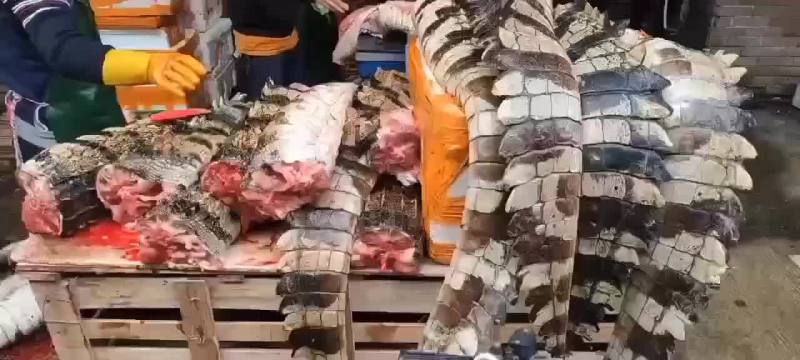商品鳄鱼活体，鳄鱼肉，养殖基地直发，人工养殖，支持全国发