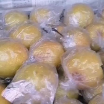 蜜梨大量有货