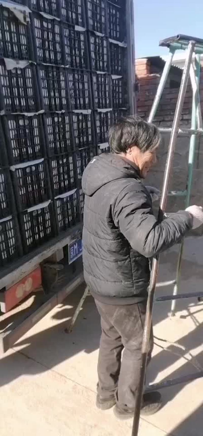 蜜梨大量有货