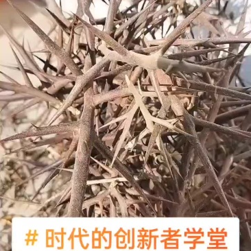 皂角刺