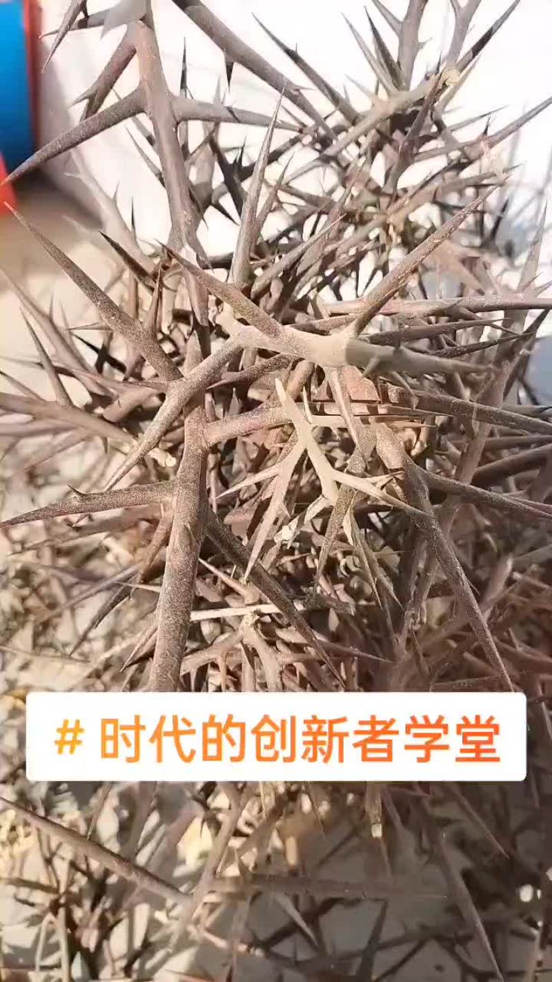 皂角刺