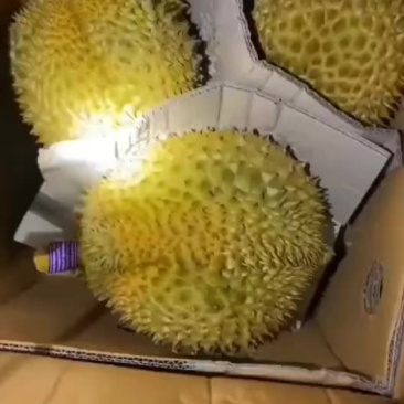 榴莲