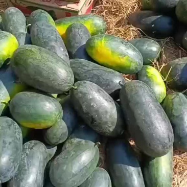 广州西瓜
