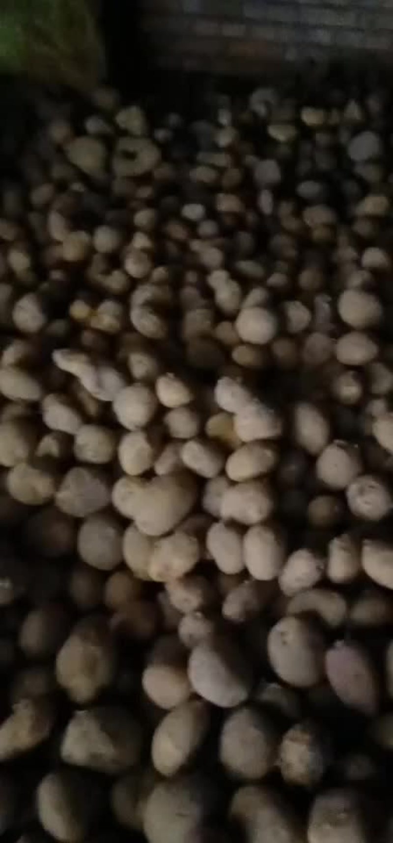 甘肃旱地马铃薯种植基地一手货源价格低