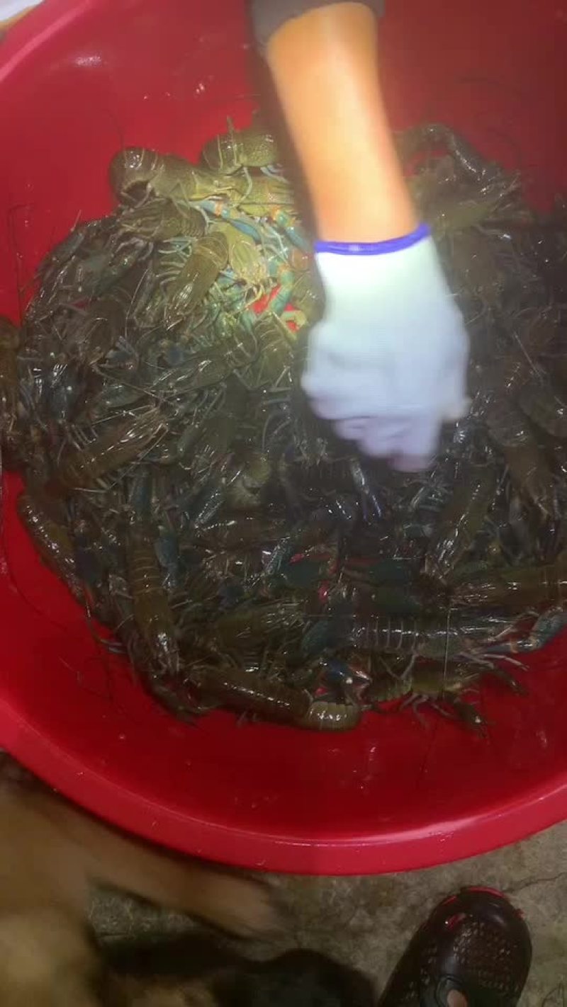 澳洲淡水龙虾、澳洲龙虾、蓝龙虾