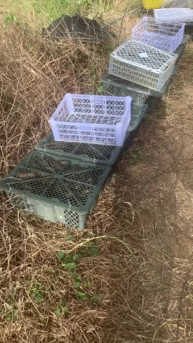 澳洲淡水龙虾、澳洲龙虾、蓝龙虾