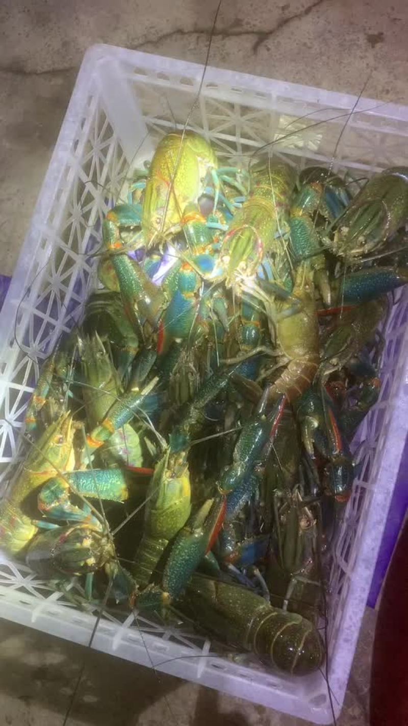 澳洲淡水龙虾、澳洲龙虾、蓝龙虾