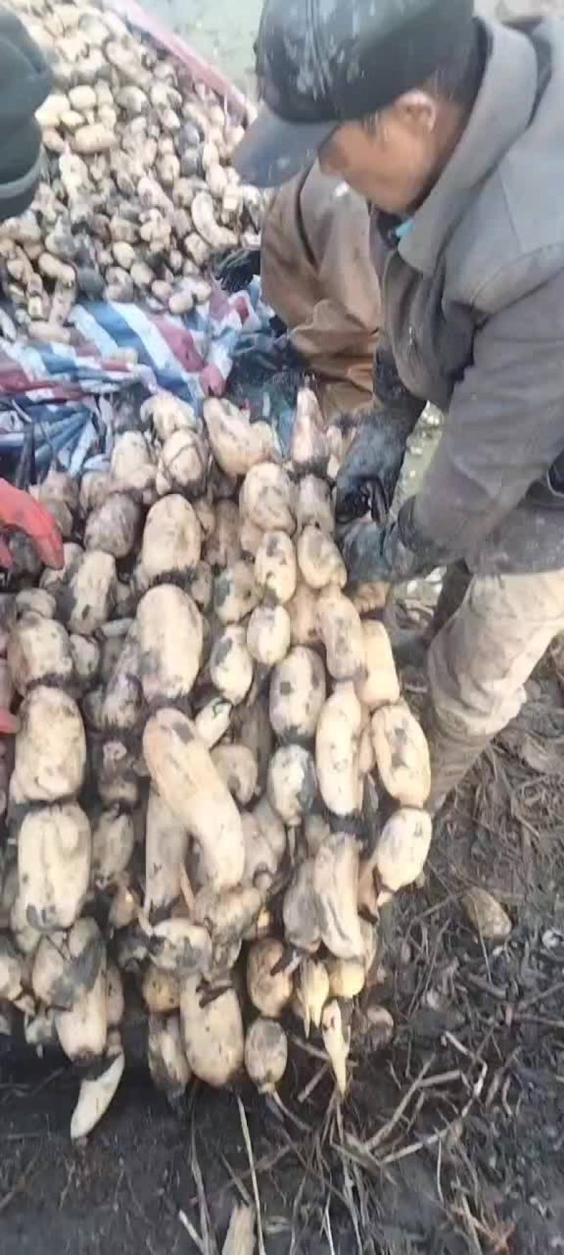 莲藕，新鲜35莲藕高邮上货中，皮色白嫩，个头大，条形直。