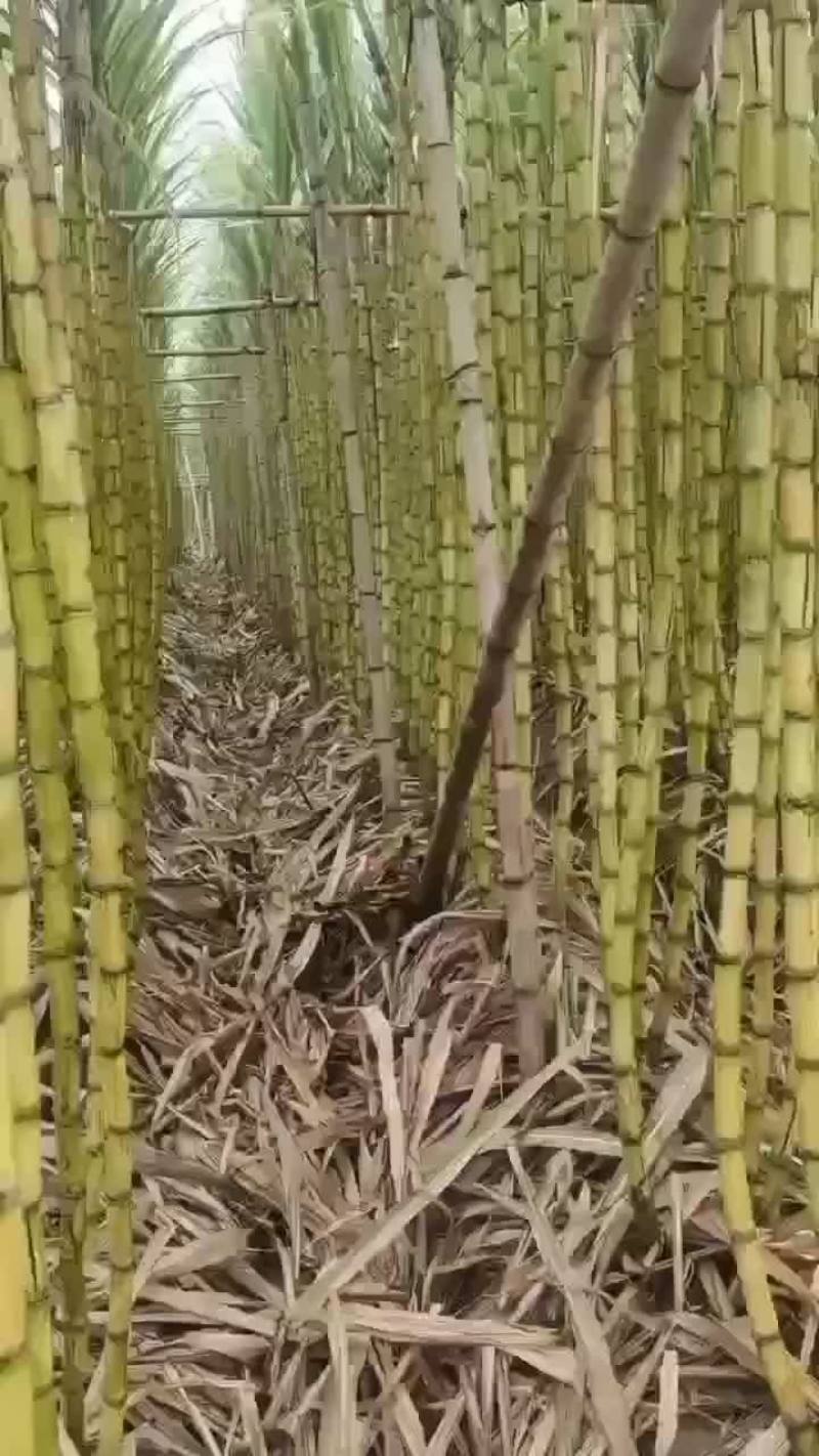英德黄皮甘蔗跟青皮甘蔗都是2米8以上的每条都是8斤左右的