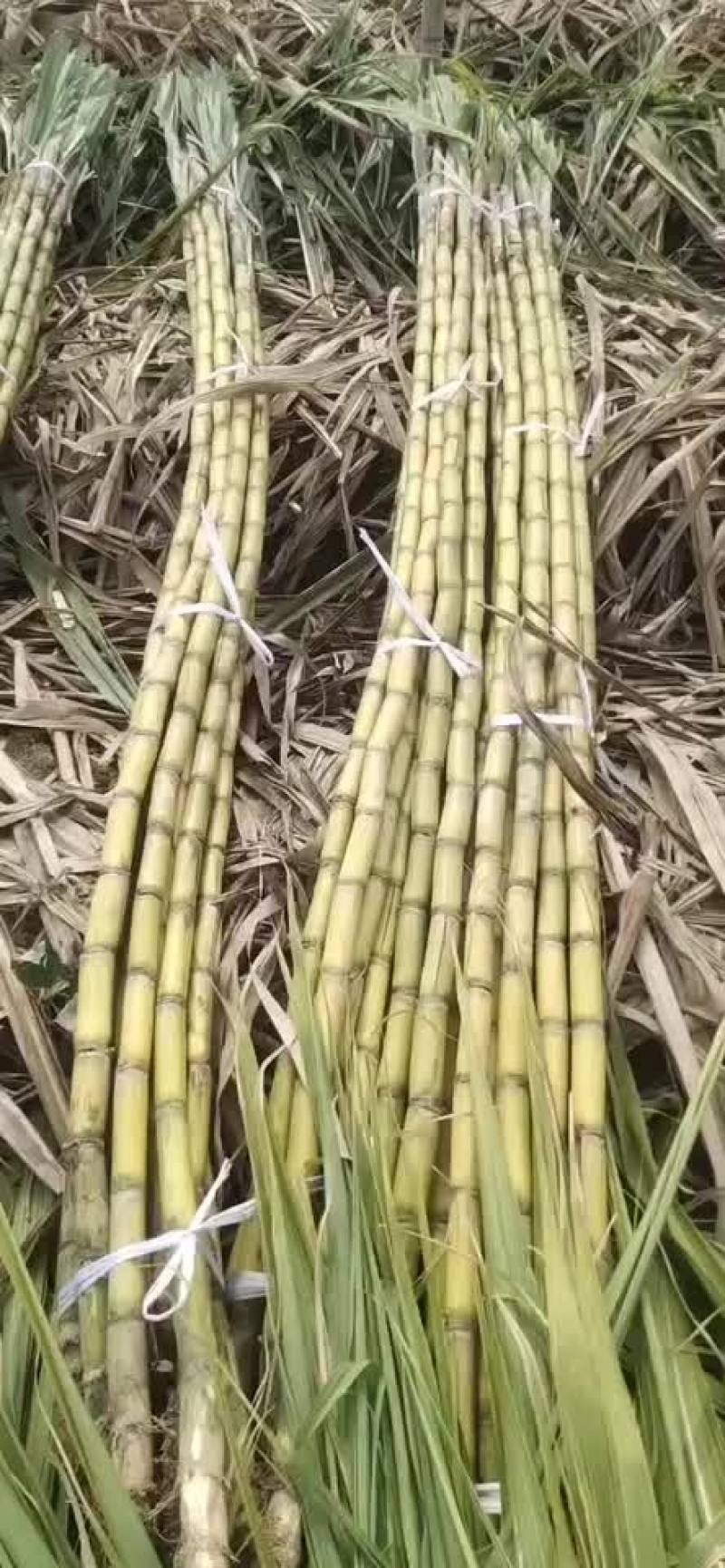 英德黄皮甘蔗跟青皮甘蔗都是2米8以上的每条都是8斤左右的