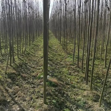 速生楸树