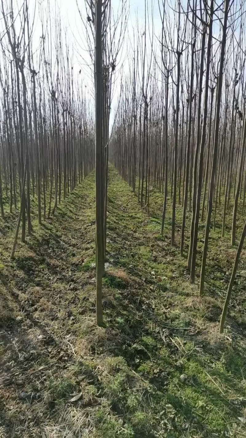 速生楸树