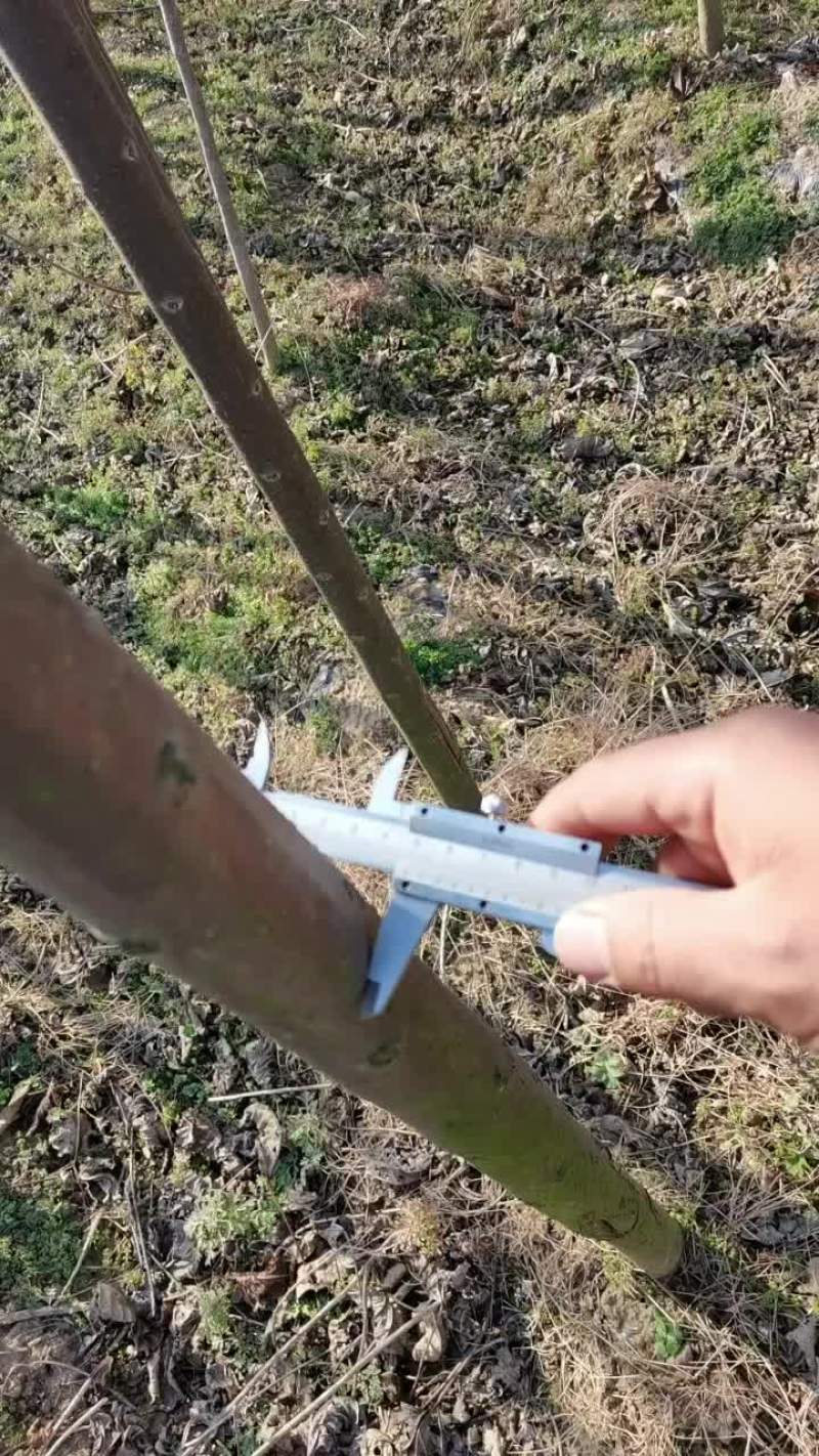 速生楸树