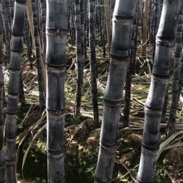 甘蔗西双版纳傣族自治州水果甘蔗