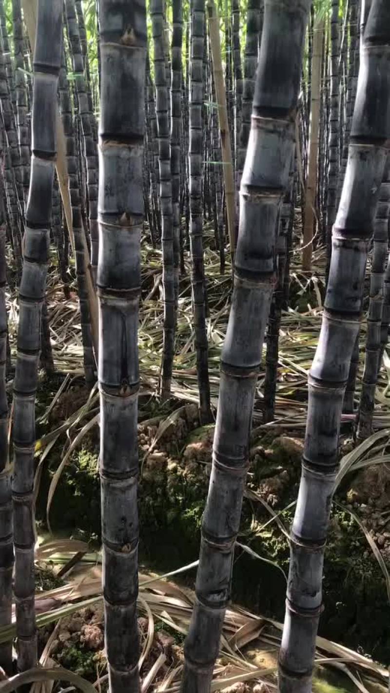 甘蔗西双版纳傣族自治州水果甘蔗