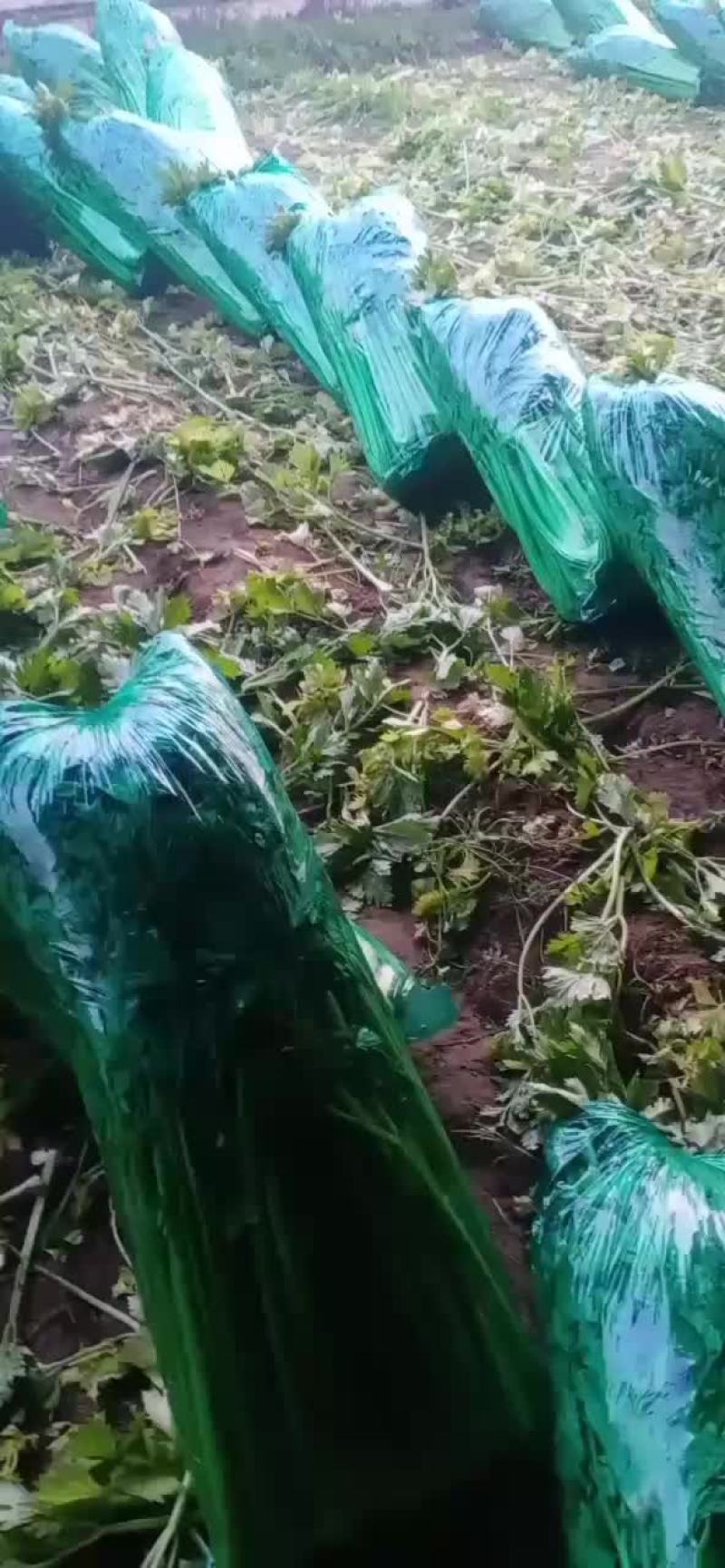 精品芹菜基地面向全国发货。货源充足