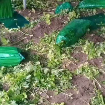 精品芹菜基地面向全国发货。货源充足