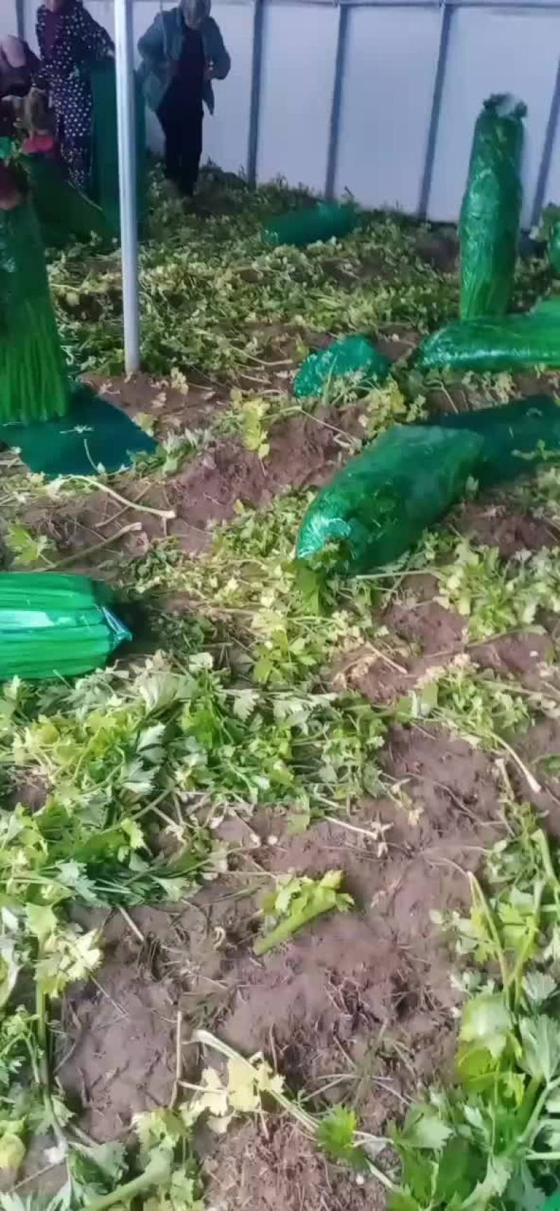 精品芹菜基地面向全国发货。货源充足