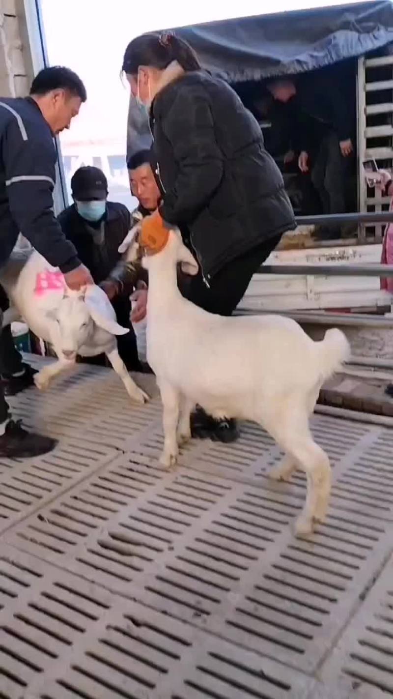 美国白羊基础母羊，多胎多糕，双击双背大体型优质品种，