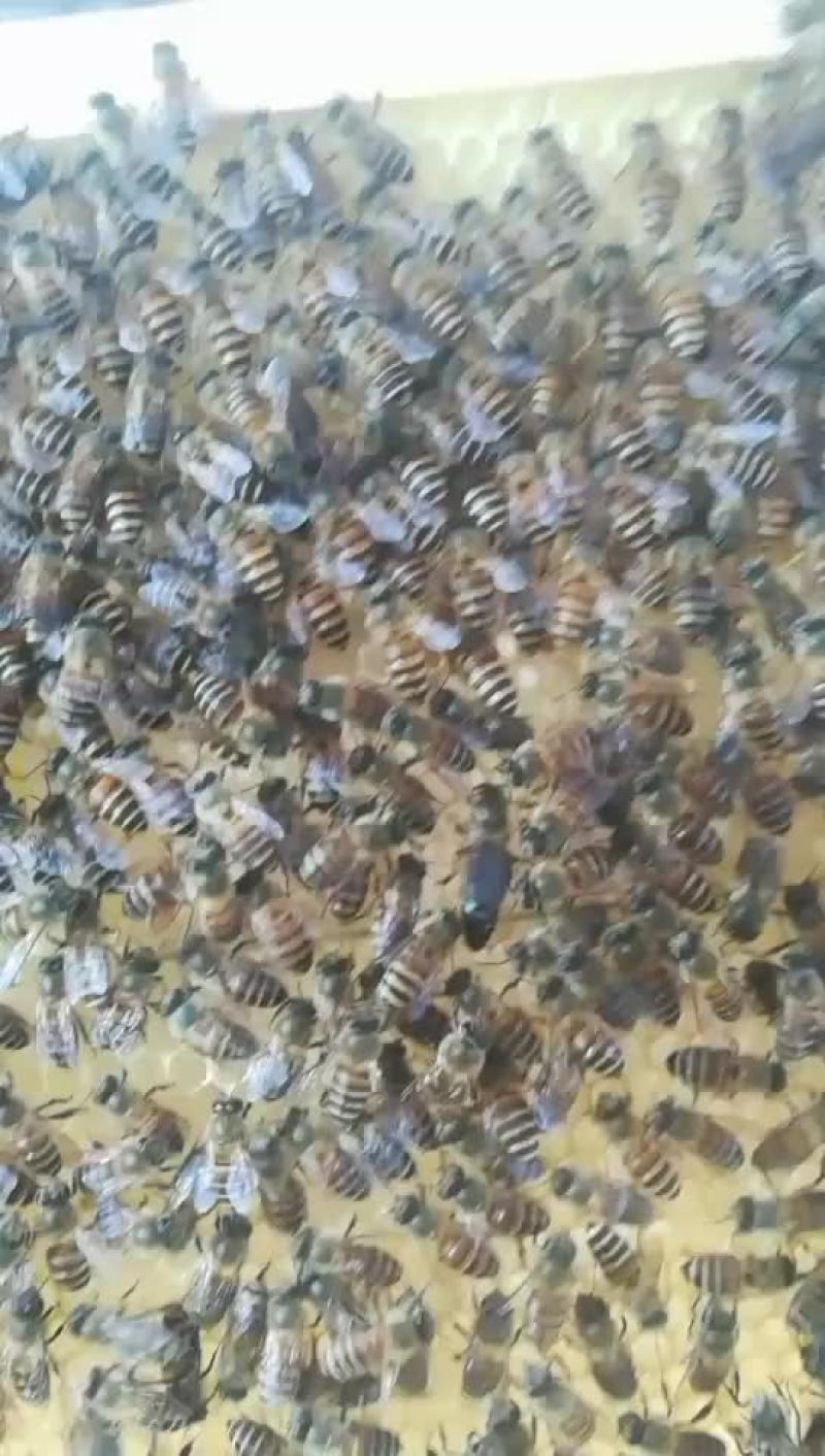 蜂王