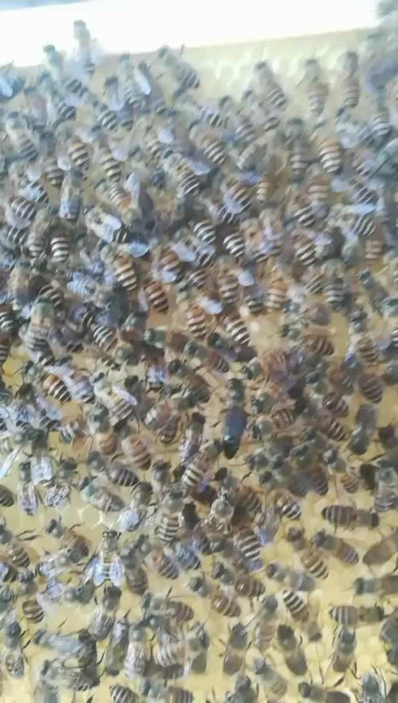 蜂王