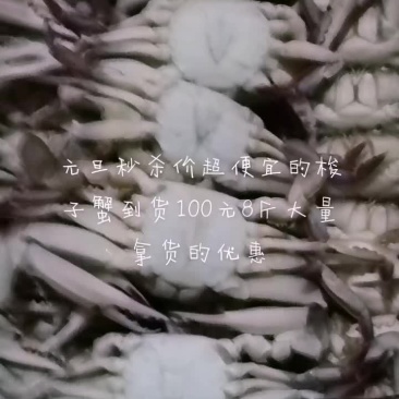 80/100梭子蟹满肉