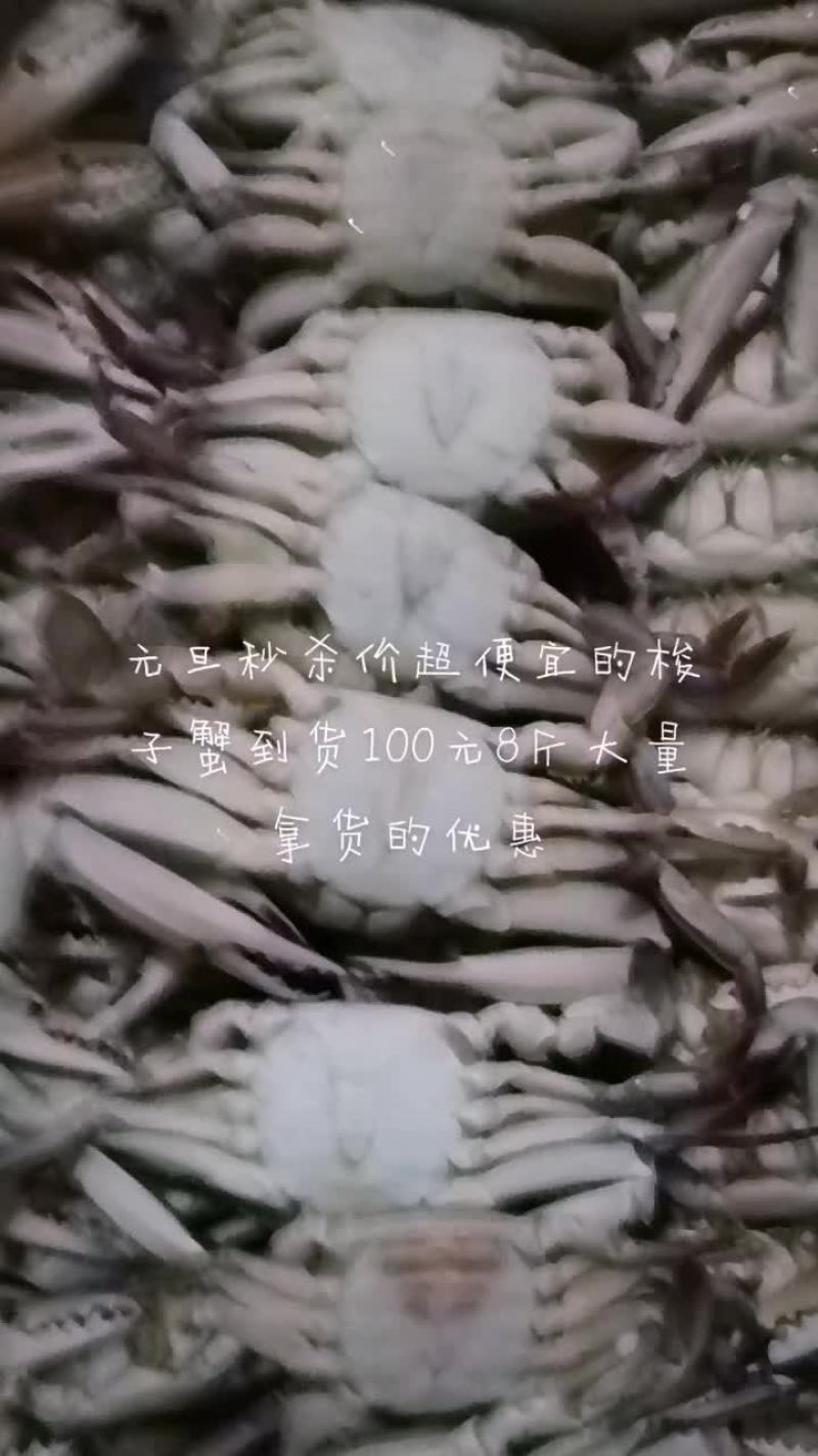 80/100梭子蟹满肉