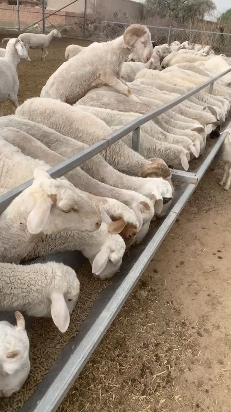 出售牛羊草科技