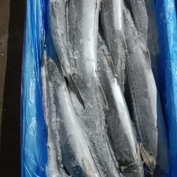 冻鲅鱼