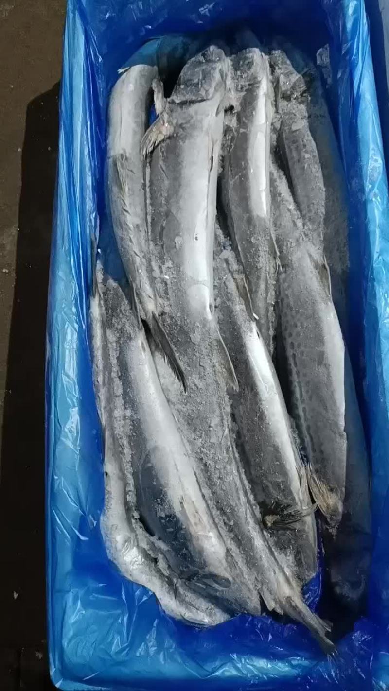 冻鲅鱼