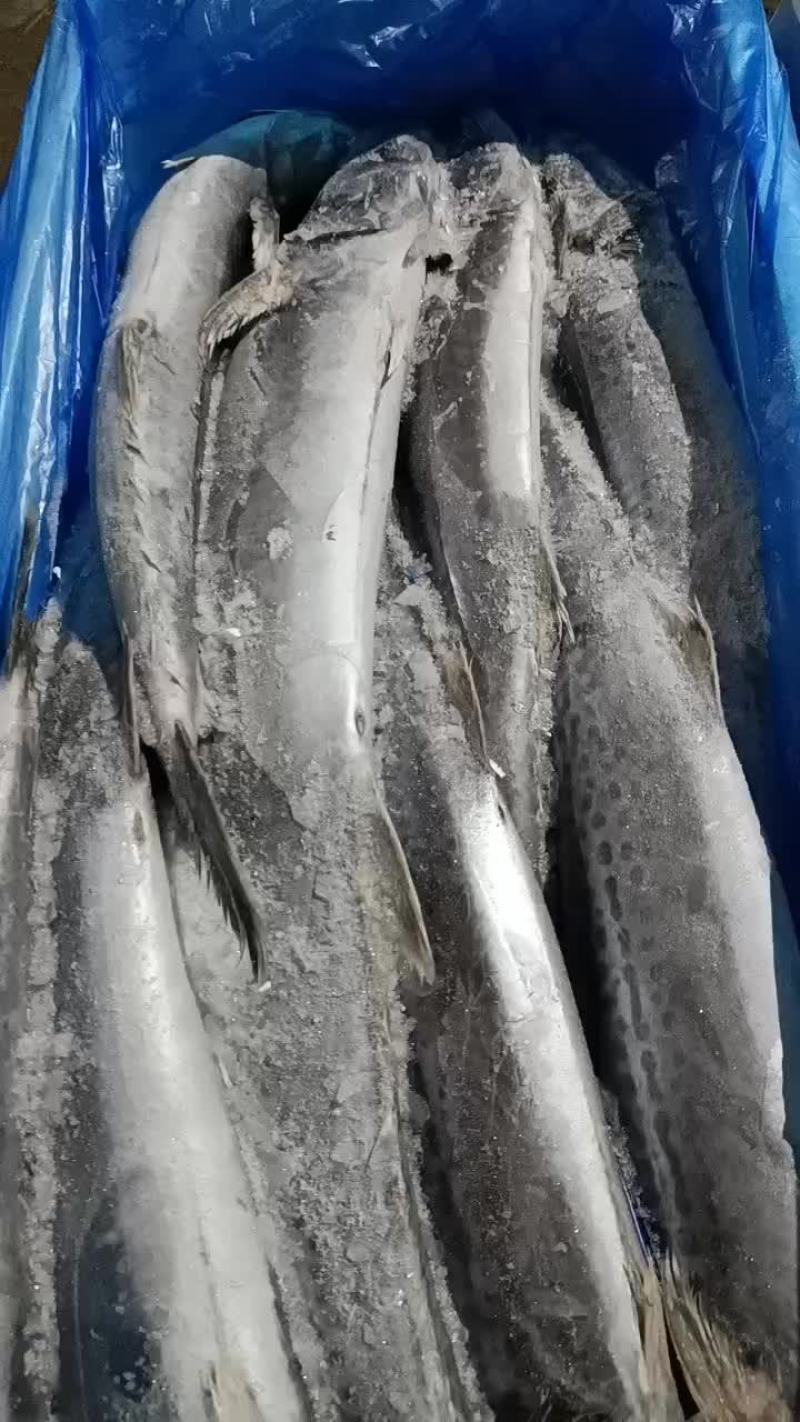 冻鲅鱼