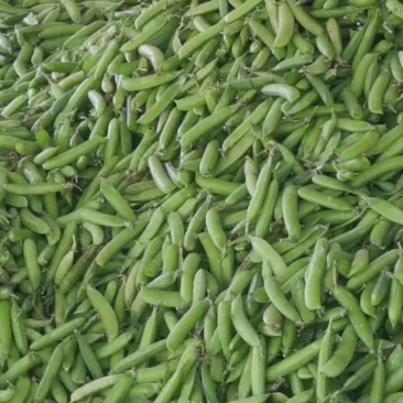 豌豆r