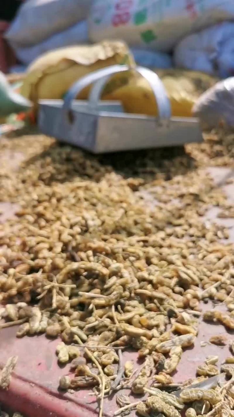 槐角