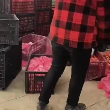 西红柿