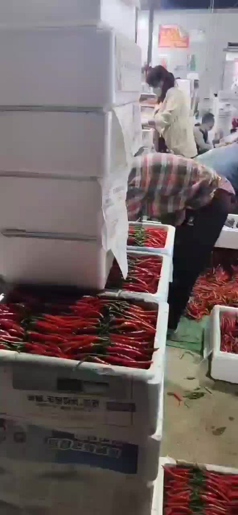 精品小米椒辣度高大量现货保质保量欢迎考察