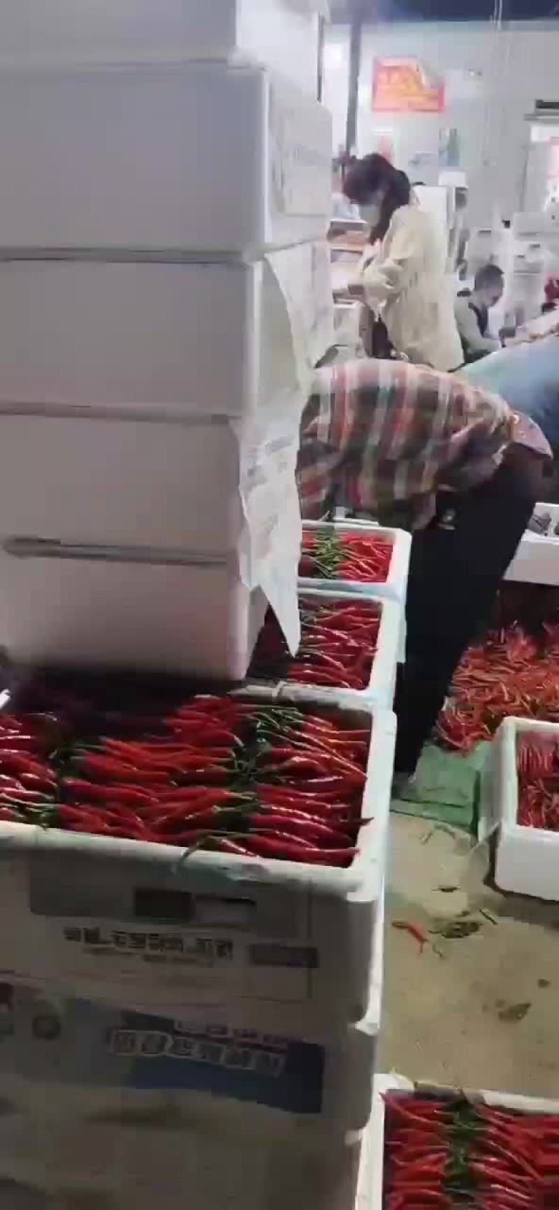 精品小米椒辣度高大量现货保质保量欢迎考察
