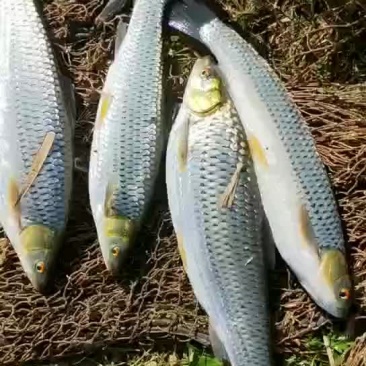 雅罗鱼