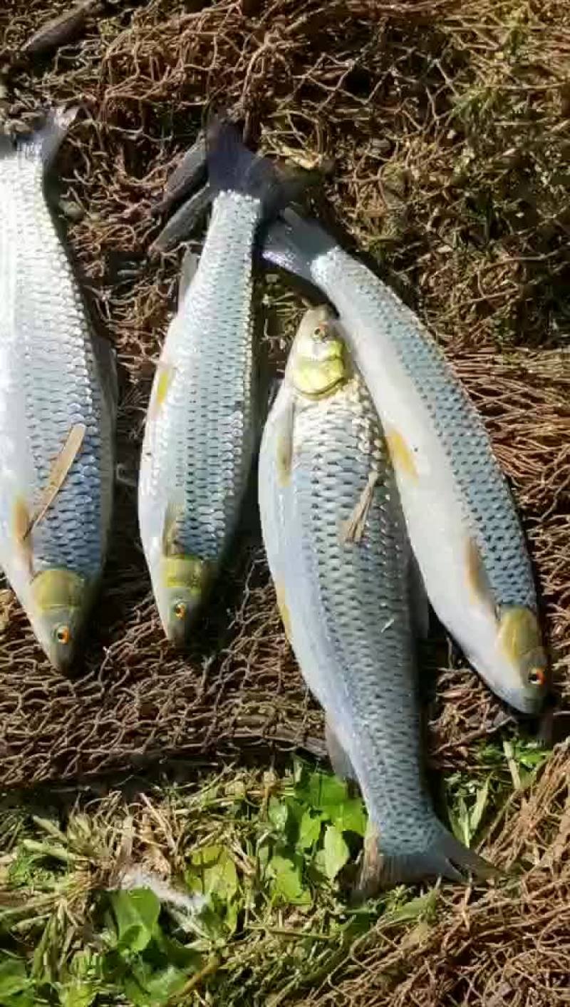 雅罗鱼